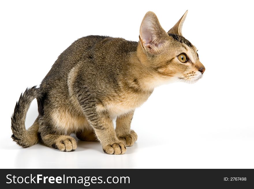 Kitten in studio on a neutral background