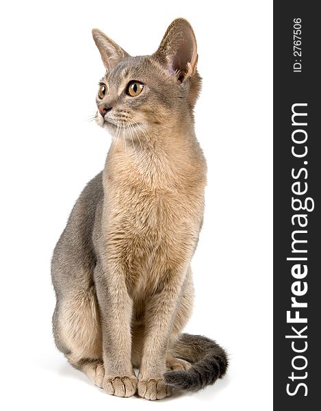 Kitten in studio on a neutral background