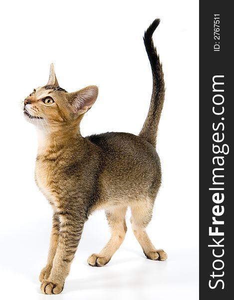 Kitten in studio on a neutral background