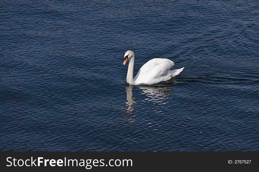 White swan swimming on a lake. White swan swimming on a lake.