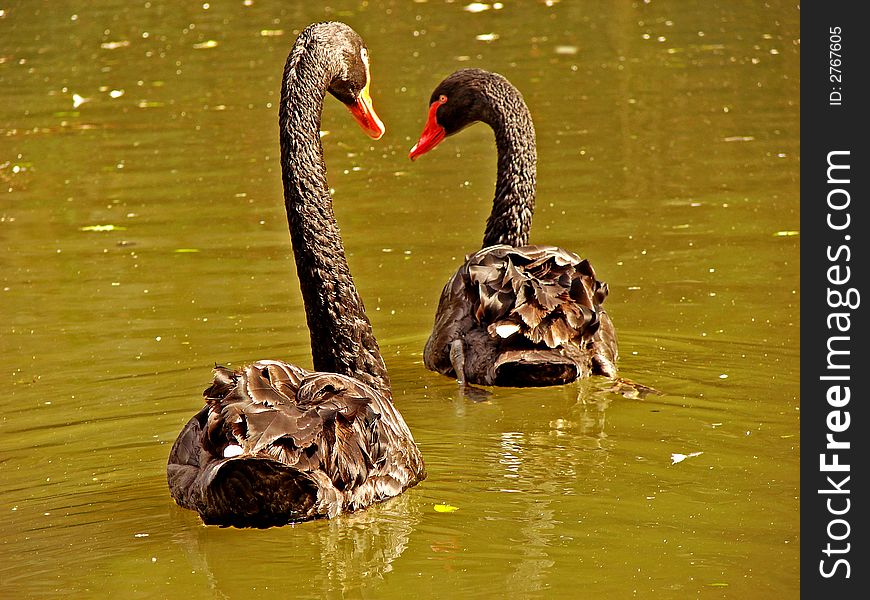 A couple of two beautiful elegant black swans with red beaks swimming in the water of a dirty lake in sunshine.