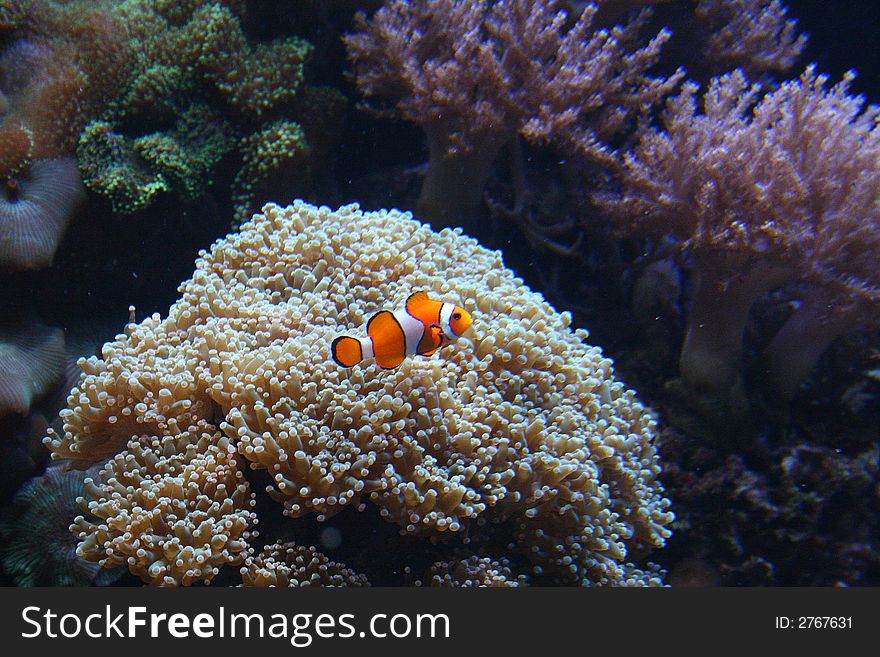 Striped Clownfish