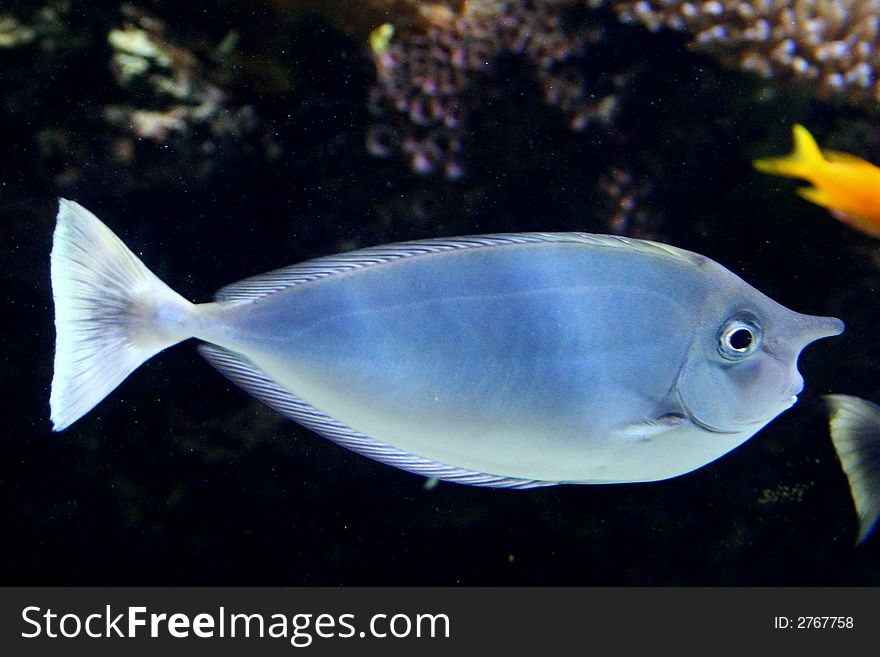 Horned Fish