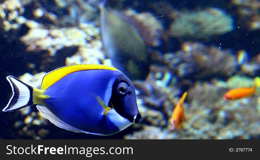 Blue Surgeonfish