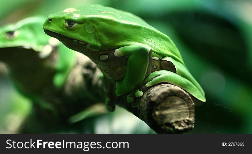 Picturesque Green Frogs sitting on branch