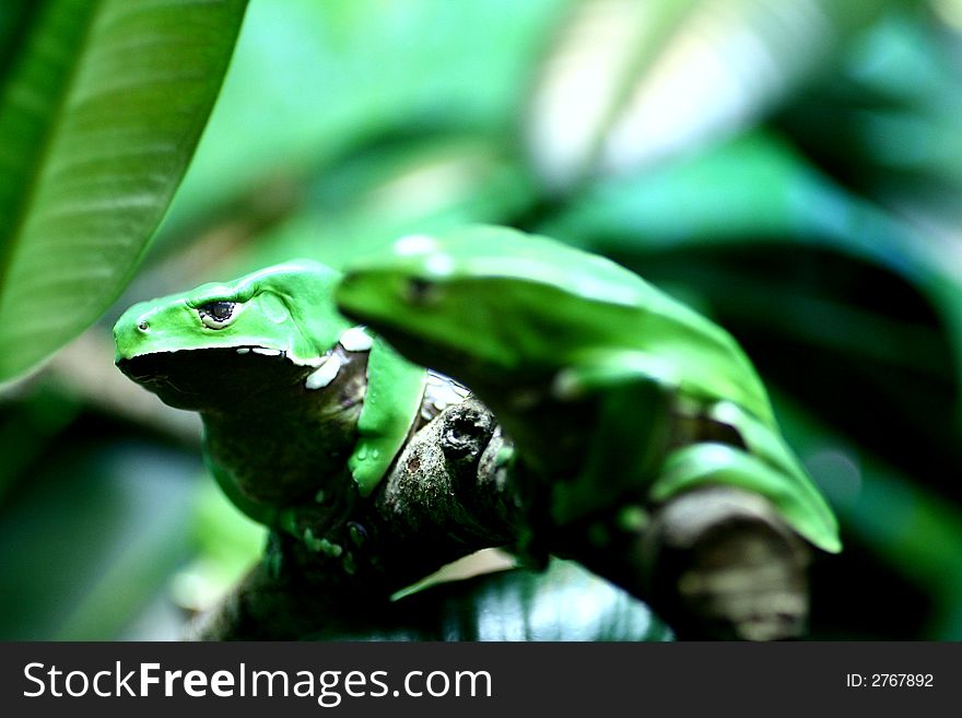 Picturesque Green Frogs sitting on a branch