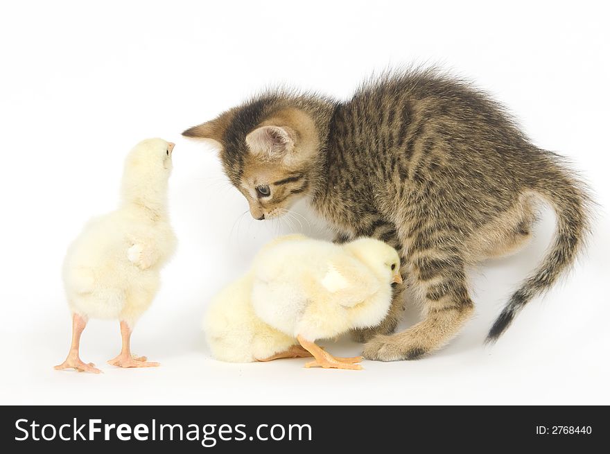A kitten is overrun by a group of baby chicks on a white background. All are being raised on a farm in Illinois. A kitten is overrun by a group of baby chicks on a white background. All are being raised on a farm in Illinois