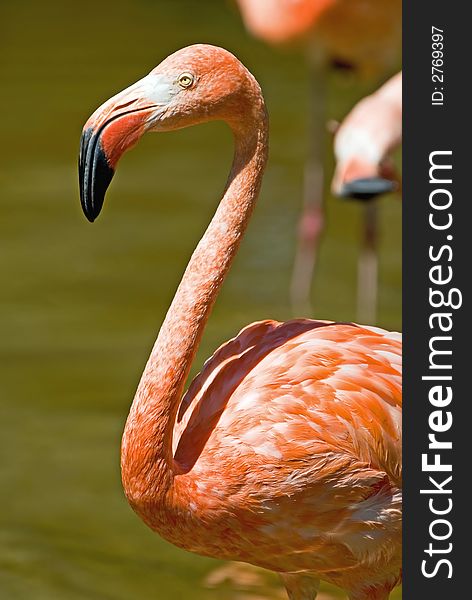 Very pretty coral colors in the feathers on this flamingo.