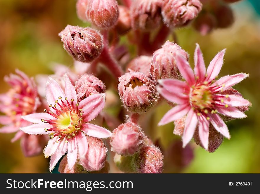 For some reason it never occurred to me that Hens and Chickens plants actually flower. For some reason it never occurred to me that Hens and Chickens plants actually flower.