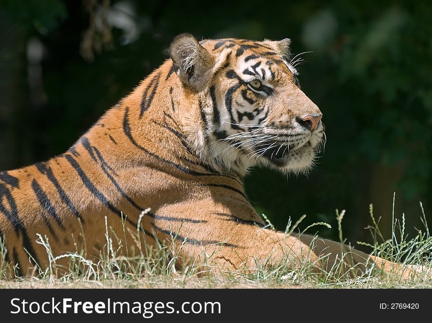 Tiger In The Grass