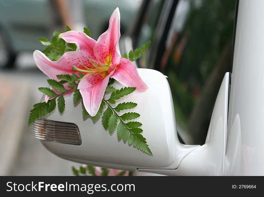 This is a White Background  Lily. This is a White Background  Lily