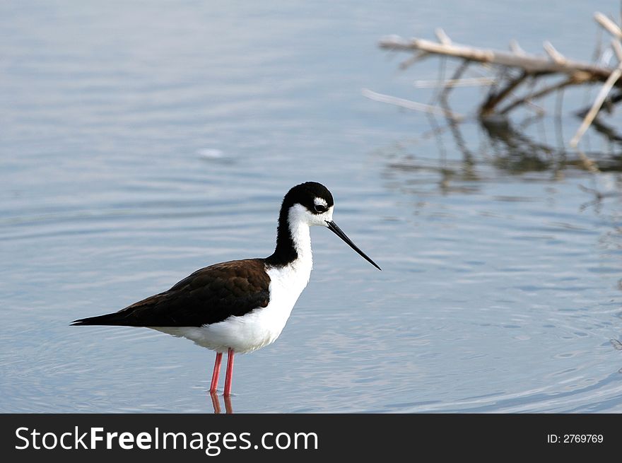 A black necked stilt scans the water for a passing fish. A black necked stilt scans the water for a passing fish.