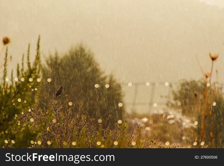 Small bird in Meadows standing on a branch will raining. Small bird in Meadows standing on a branch will raining