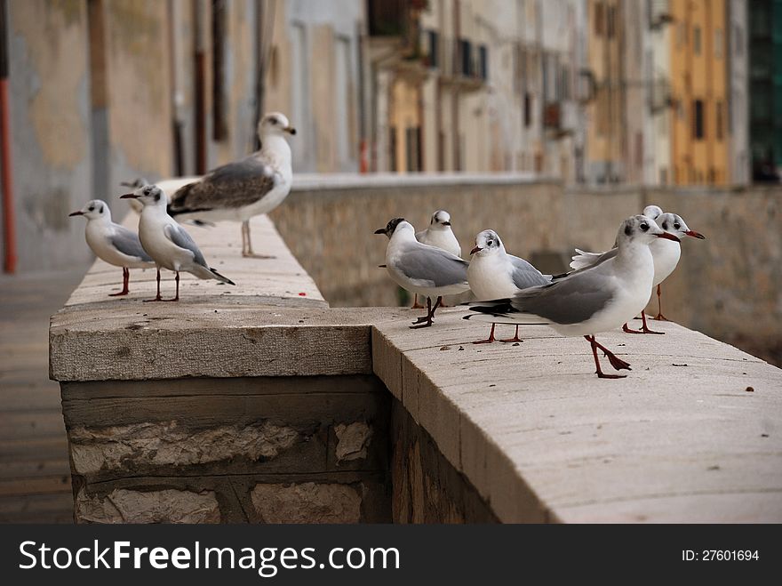 Seagull in Trapani (Sicily)