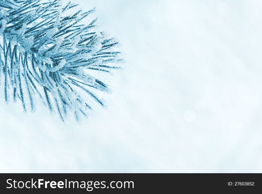 Pine branch in frost on a light background. Pine branch in frost on a light background