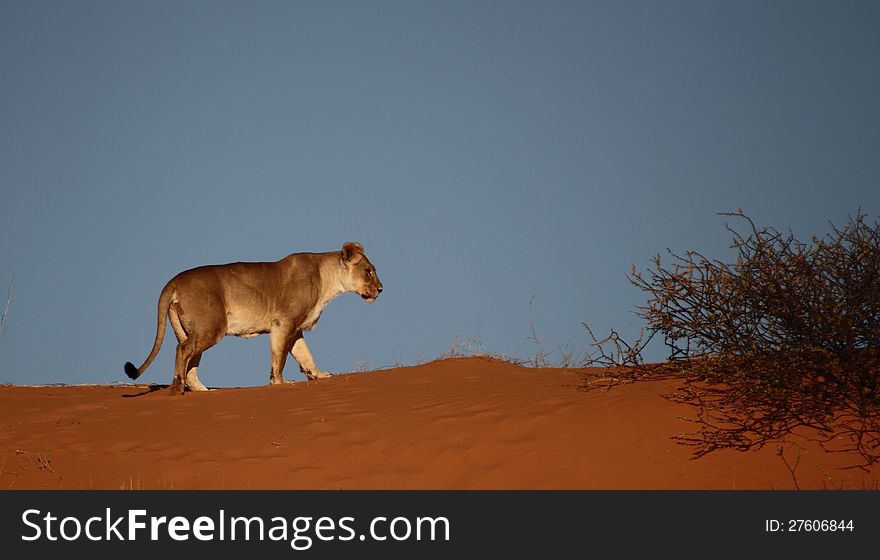 Lioness walking on red dune  against blue sky