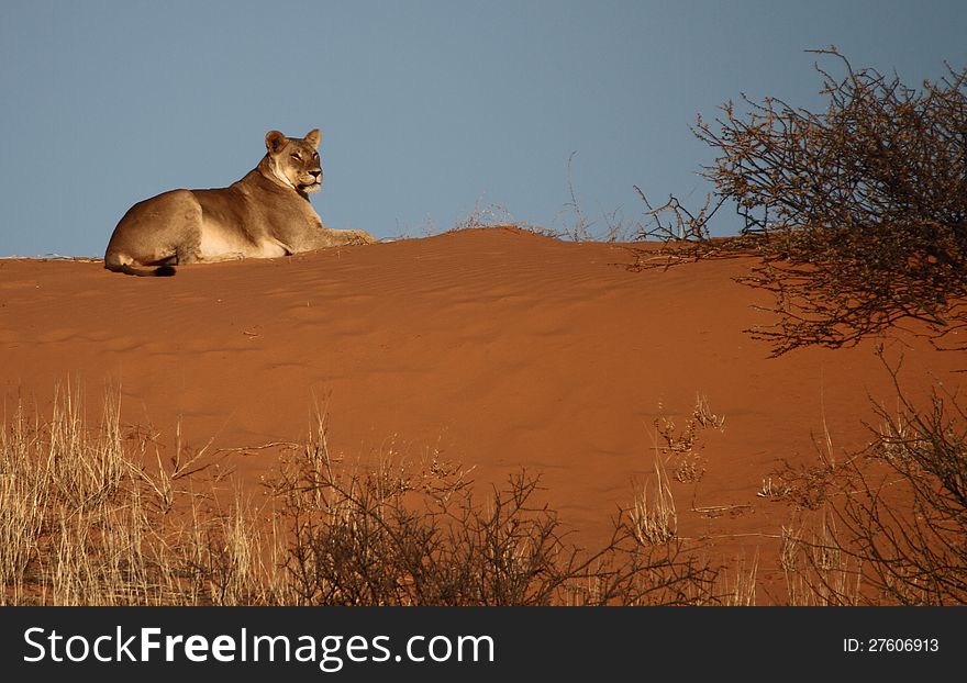 Lioness lying on a red Kalahari Dune 3