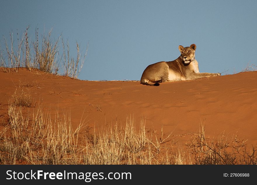 Lioness lying on a red Kalahari Dune. Lioness lying on a red Kalahari Dune