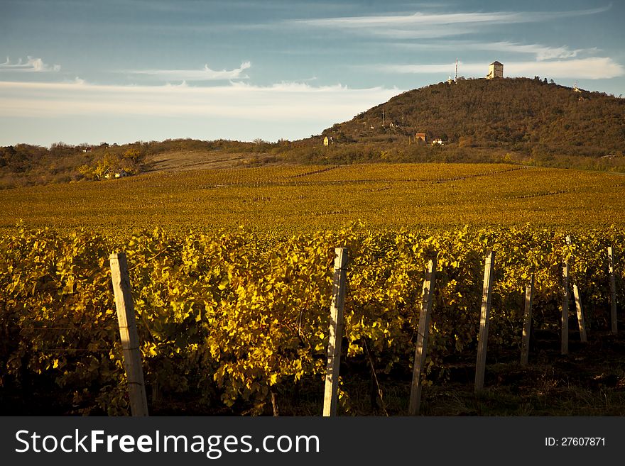 Vineyards in the autumn with hill and blue sky