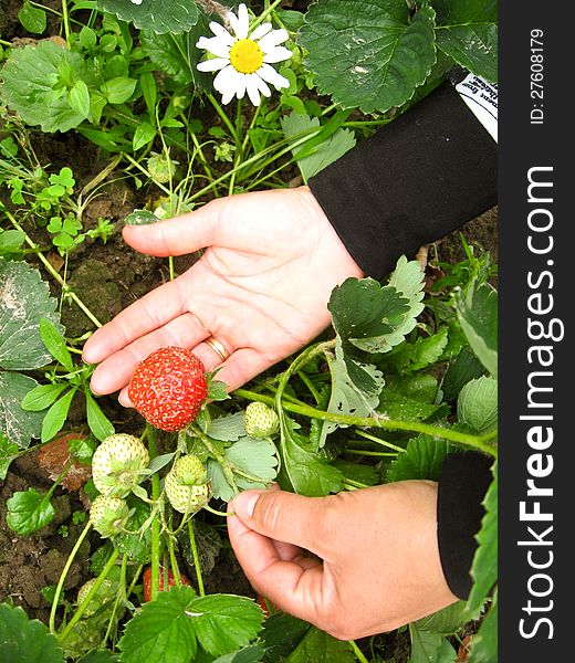 The image of palms with red strawberry. The image of palms with red strawberry