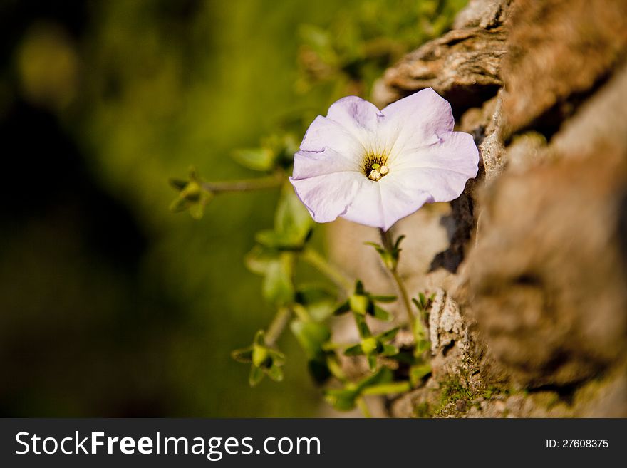 Flower on the rock with green nature background