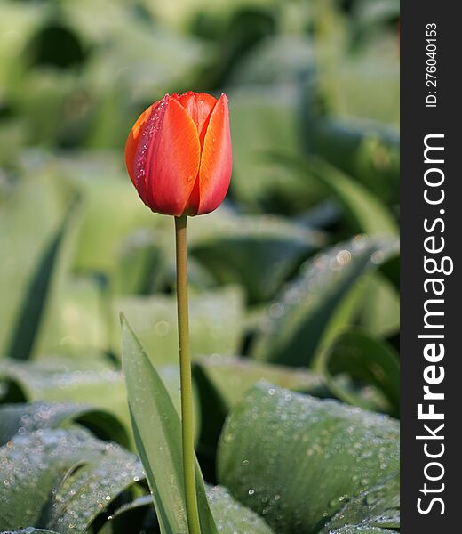 Pretty red with yellow tulip with dew