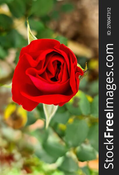 Flower Red Rose Blurred Background