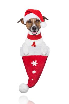 Santa Christmas Dog In A Hat Royalty Free Stock Images Santa Christmas Dog In A Hat Royalty Free Stock Images