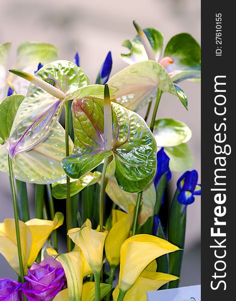 Bouquet with green and yellow callas and blue taffies. Bouquet with green and yellow callas and blue taffies