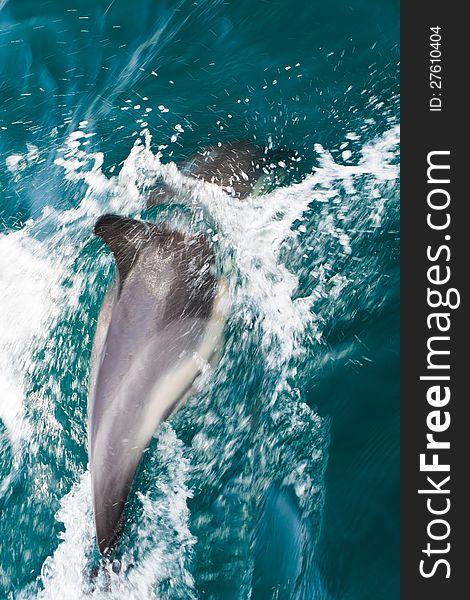 A high resolution image of Common dolphins swimming