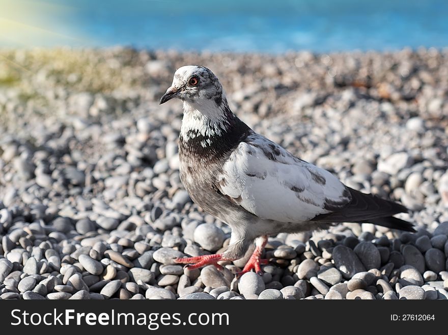 Gray pigeon on the stones