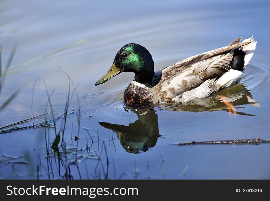 Colorful duck swimming in the pond in summer day. Colorful duck swimming in the pond in summer day