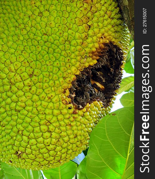 Big yellow ripe jackfruit in tropic. Big yellow ripe jackfruit in tropic