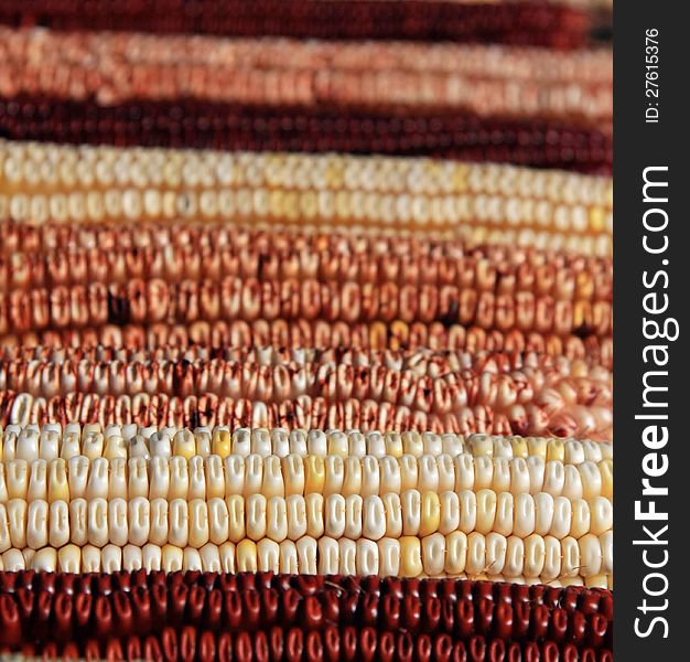 Multicolored Fall Corn