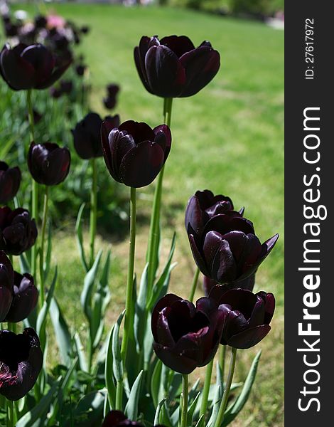 Many dark-violet tulips in garden, outdoors, vertical. Many dark-violet tulips in garden, outdoors, vertical
