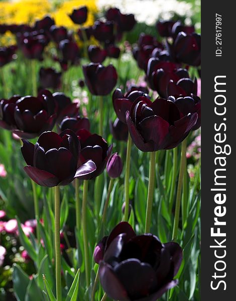 Dark tulips in garden