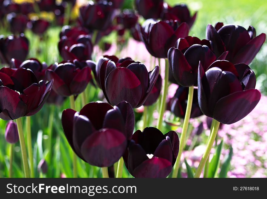 Many dark-violet tulips in garden, outdoors, horizontal. Many dark-violet tulips in garden, outdoors, horizontal