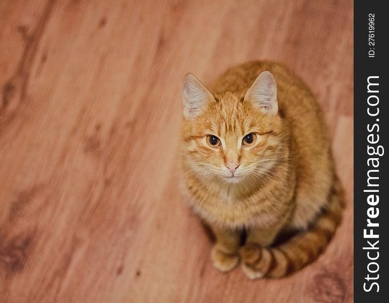 Tabby Kitten On Laminate Background. Tabby Kitten On Laminate Background