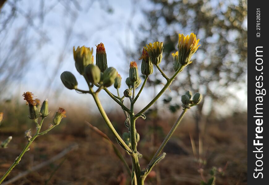 Wild Plant With Buds Closeup