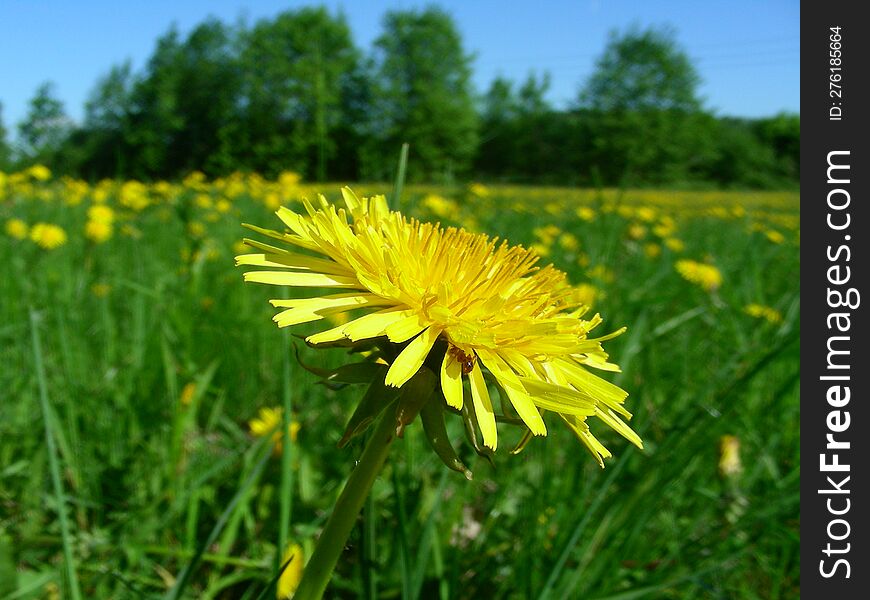 dandelion on a green field