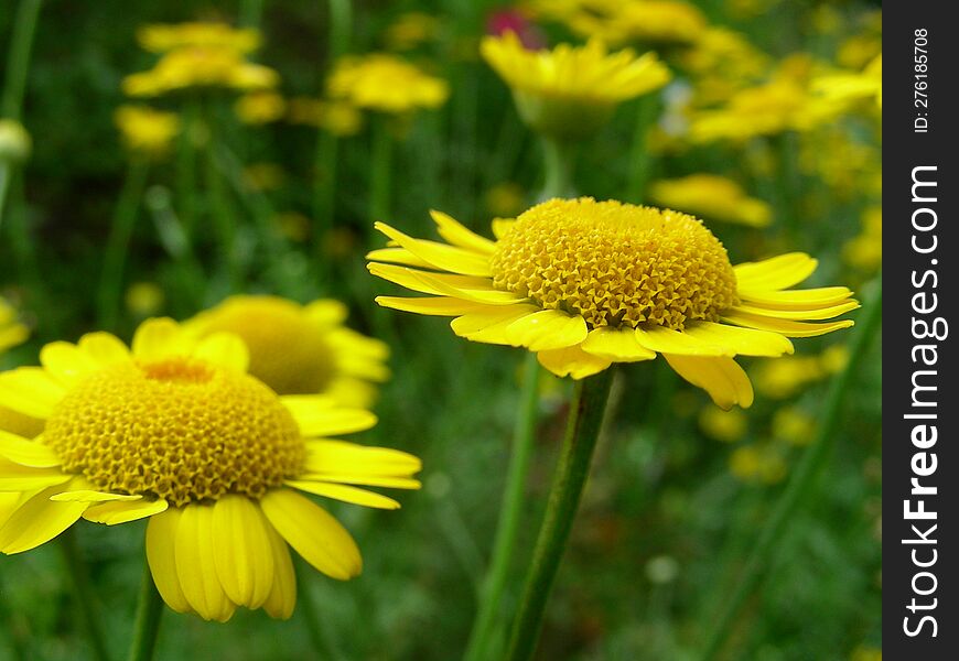 a yellow flower on a green field