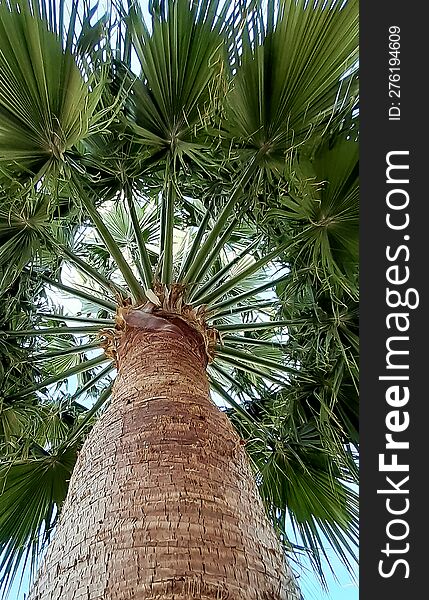 Tall Palm Tree With A Large Crown Of Leaves. Photographed From Below Near A Tree Trunk In Perspective