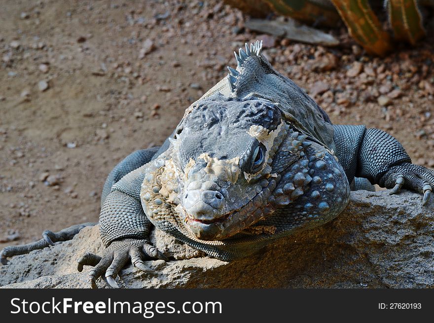 A large lizard in the desert