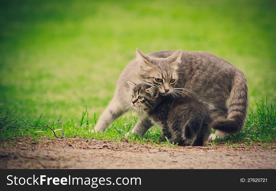 Mum a cat licks the kitten on green grass background. Mum a cat licks the kitten on green grass background