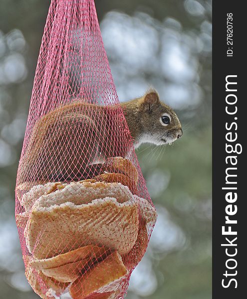 Squirrel in a mesh onion bag bread feeding sticking head out. Squirrel in a mesh onion bag bread feeding sticking head out.