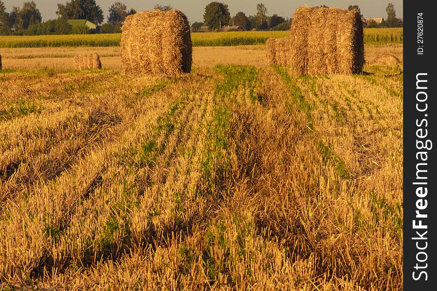 Hay bale in a field under a blue sky