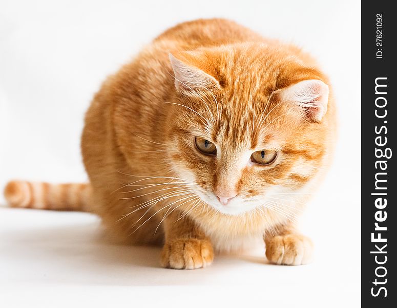 Cat Looking Down  On White