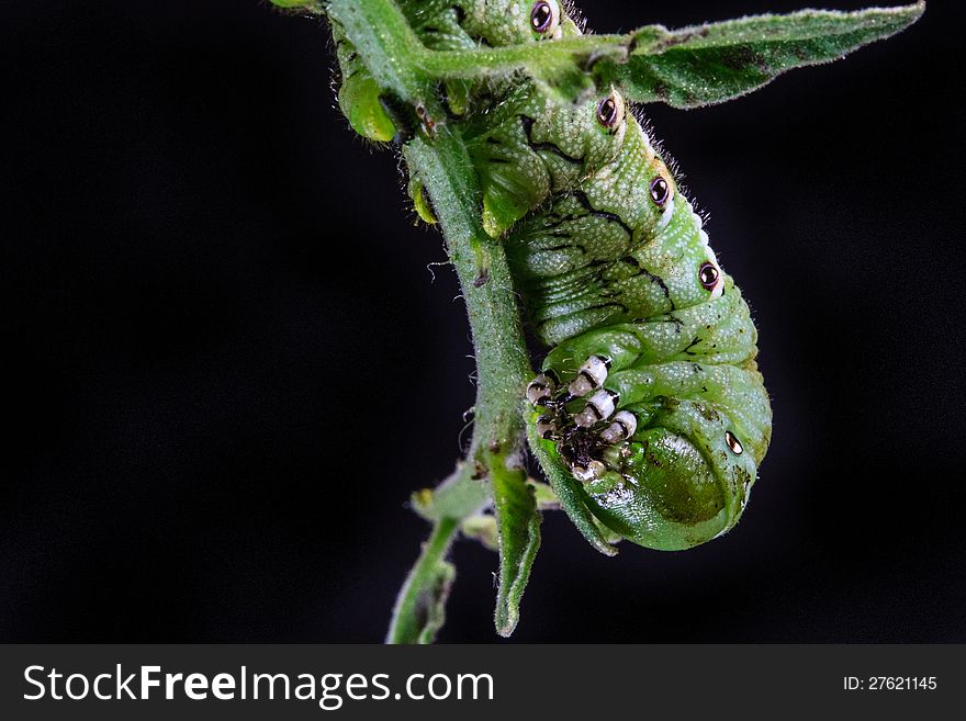 A tomato hornworm hangs off a tomato plant.