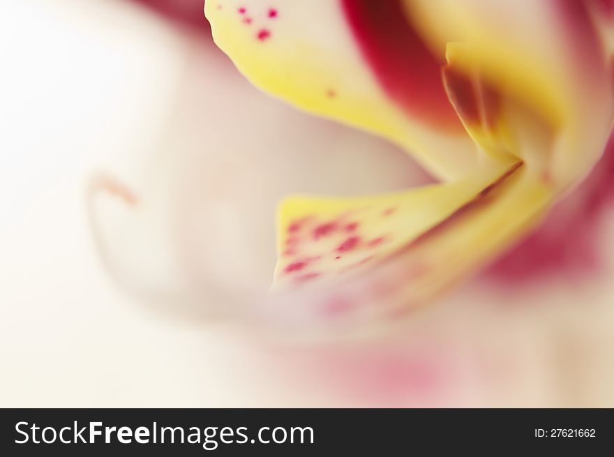 Detail view of the bloom of an orchid