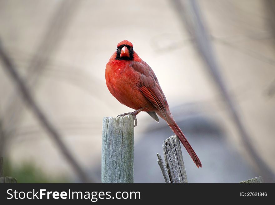 Red male cardinal perching on a wooden post